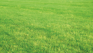 green lawn after the irrigation system was fixed by our Ottawa sprinkler repair team